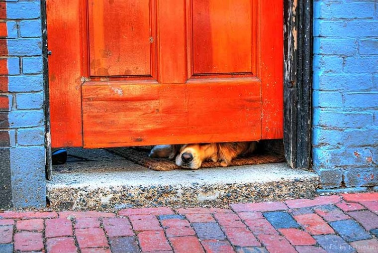 Rex the Dog